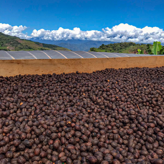 Yacuri Typica Mejorado Natural