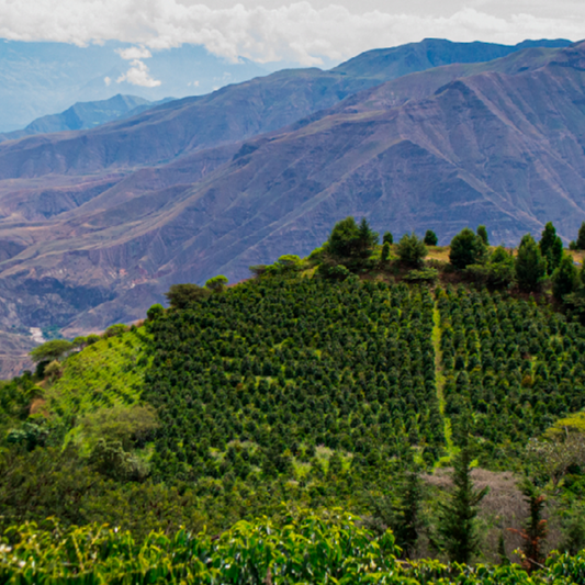 Hacienda La Papaya Oak Barrel