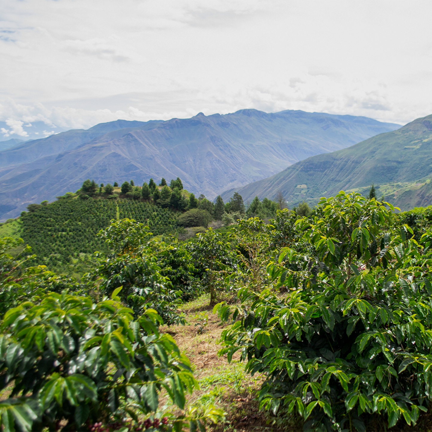 Hacienda La Papaya Oak Barrel