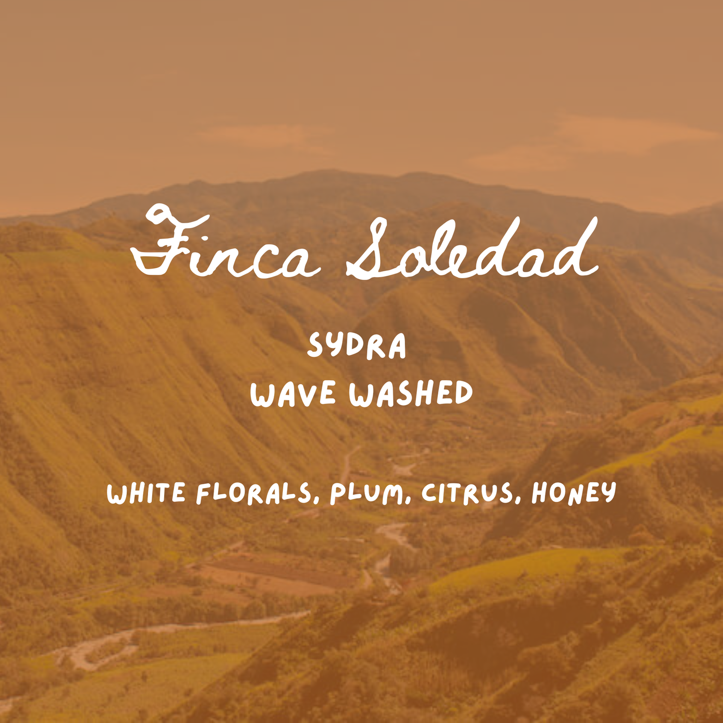 Finca Soledad Sydra Wave Washed