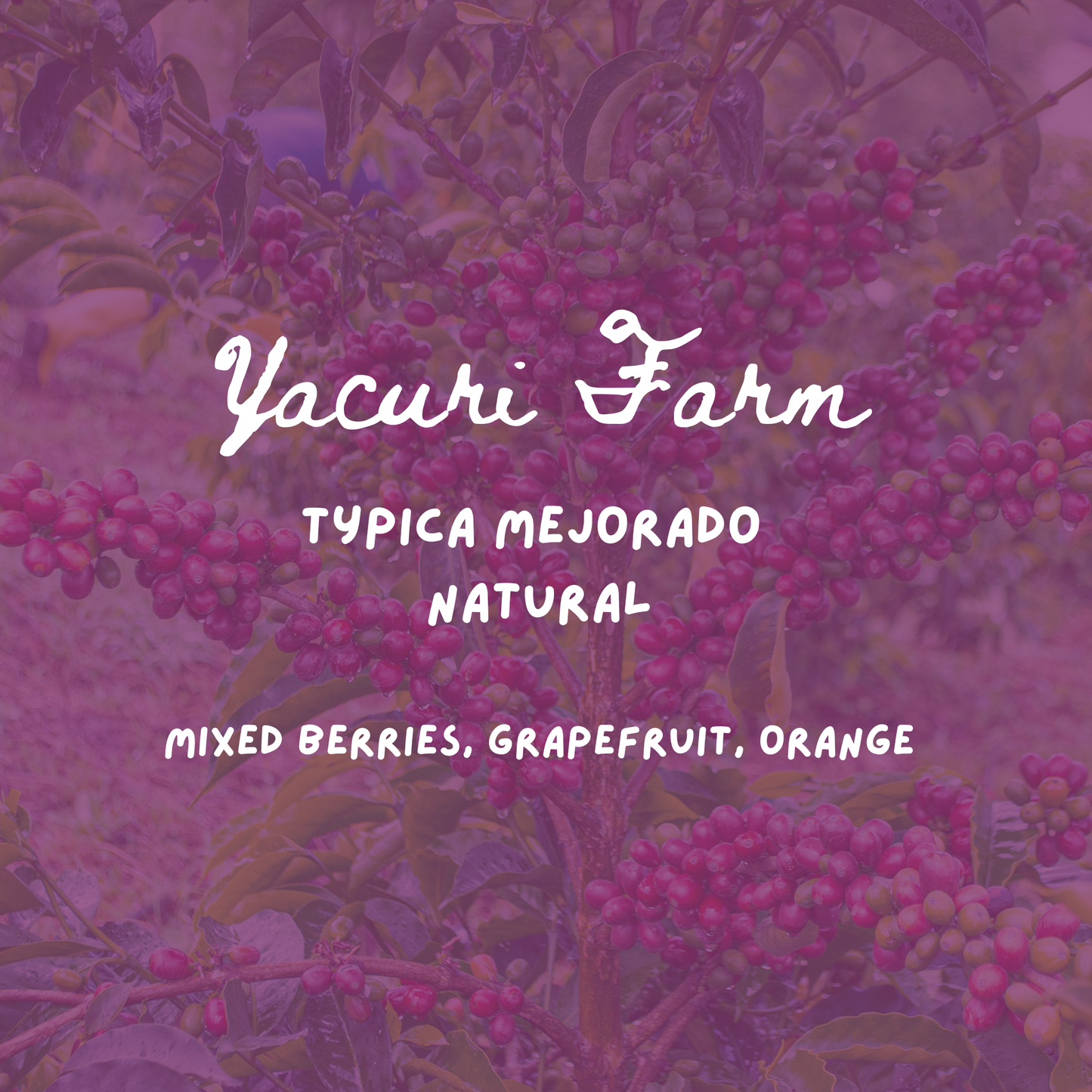 Yacuri Typica Mejorado Natural