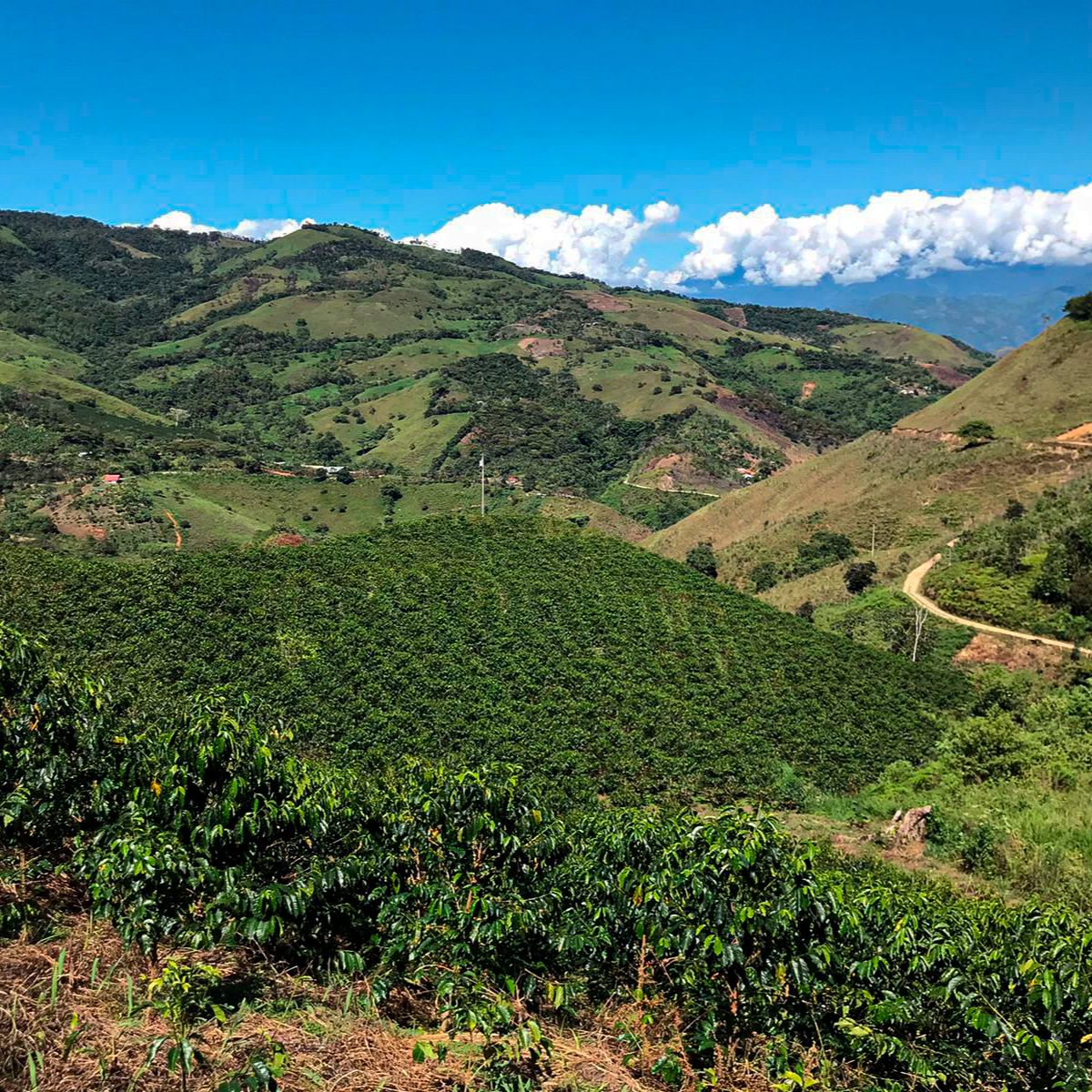 Yacuri Typica Mejorado Natural