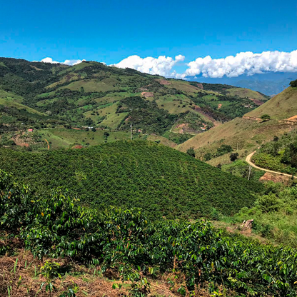 Yacuri Typica Mejorado Natural