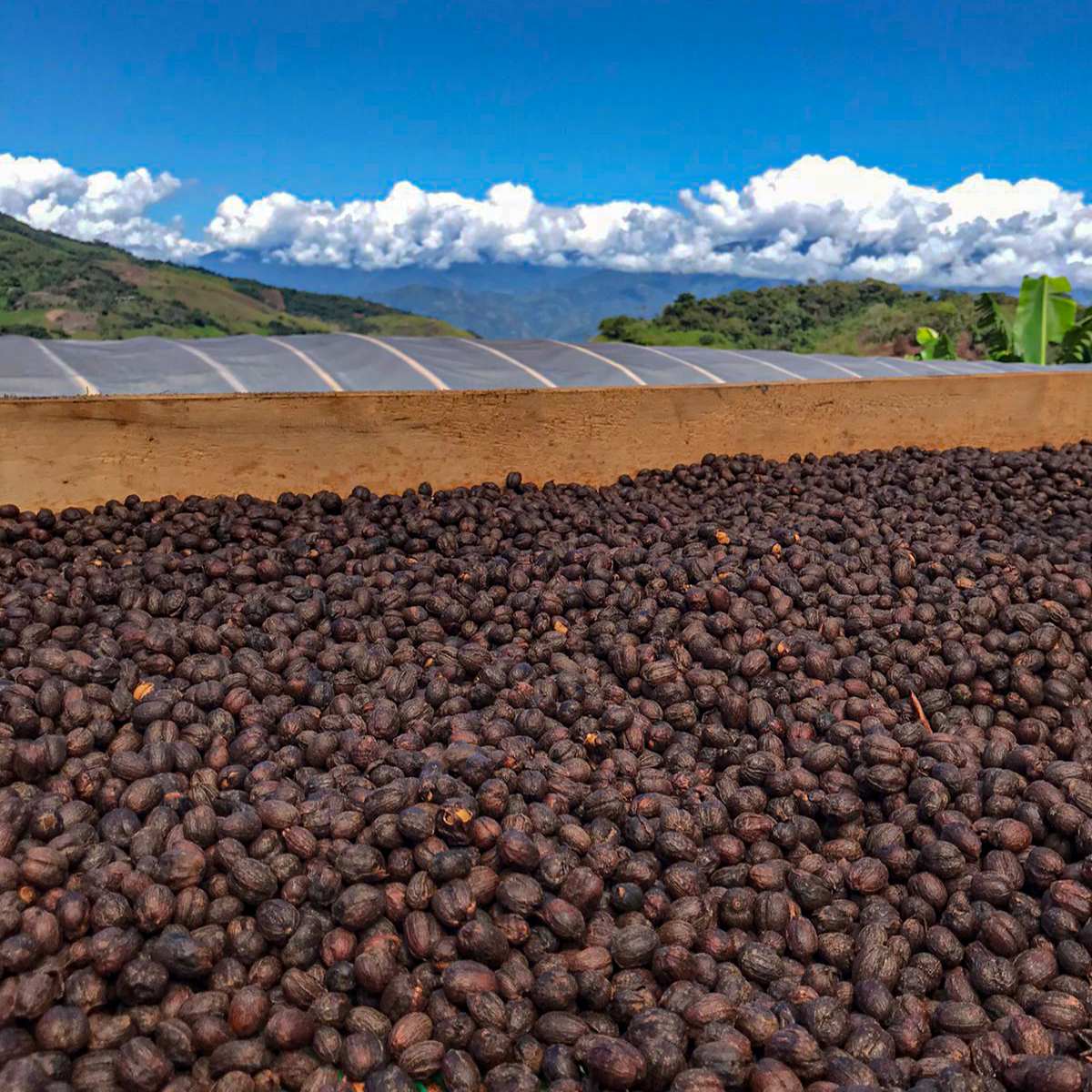 Yacuri Typica Mejorado Natural