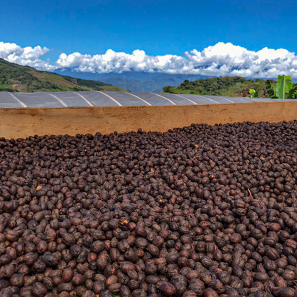 Yacuri Typica Mejorado Natural