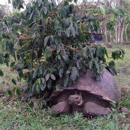Large tortoise partially hidden behind a coffee plant in a natural setting