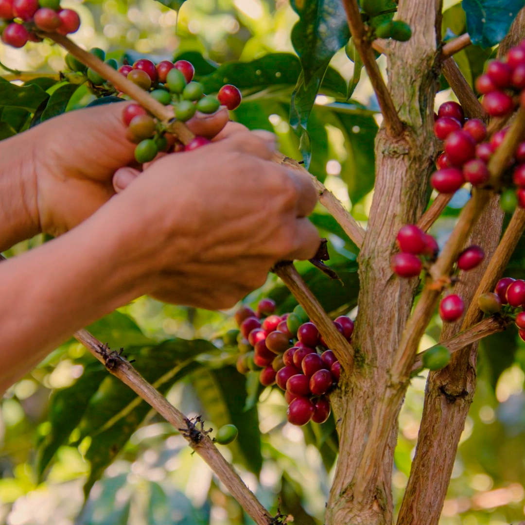 Yacuri Typica Mejorado Natural