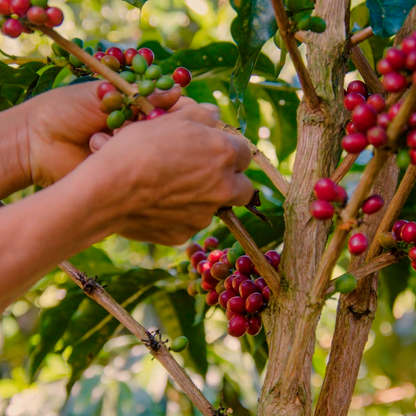 Yacuri Typica Mejorado Natural