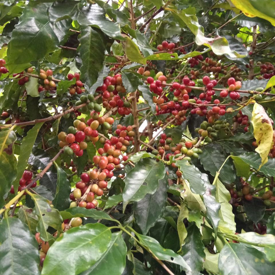 Coffee berries on a coffee tree with green leaves