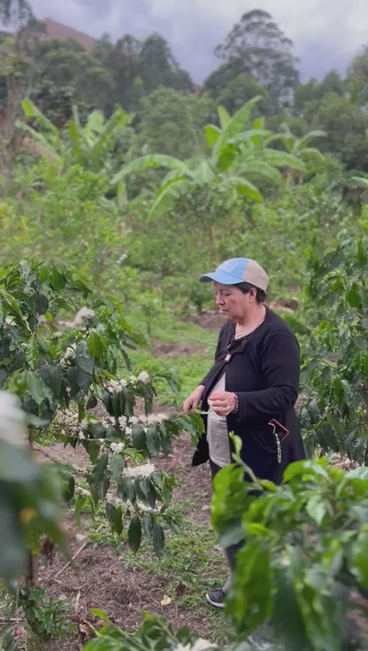 Sidra-Typica Mejorado Experimental