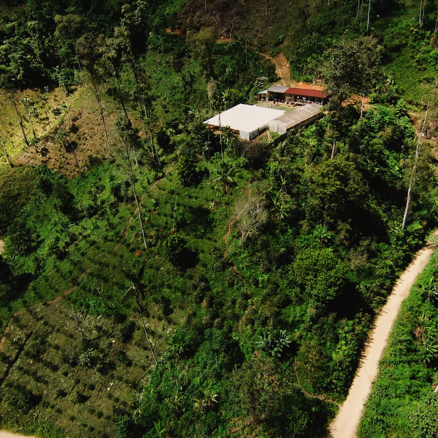 Yacuri Typica Mejorado Natural
